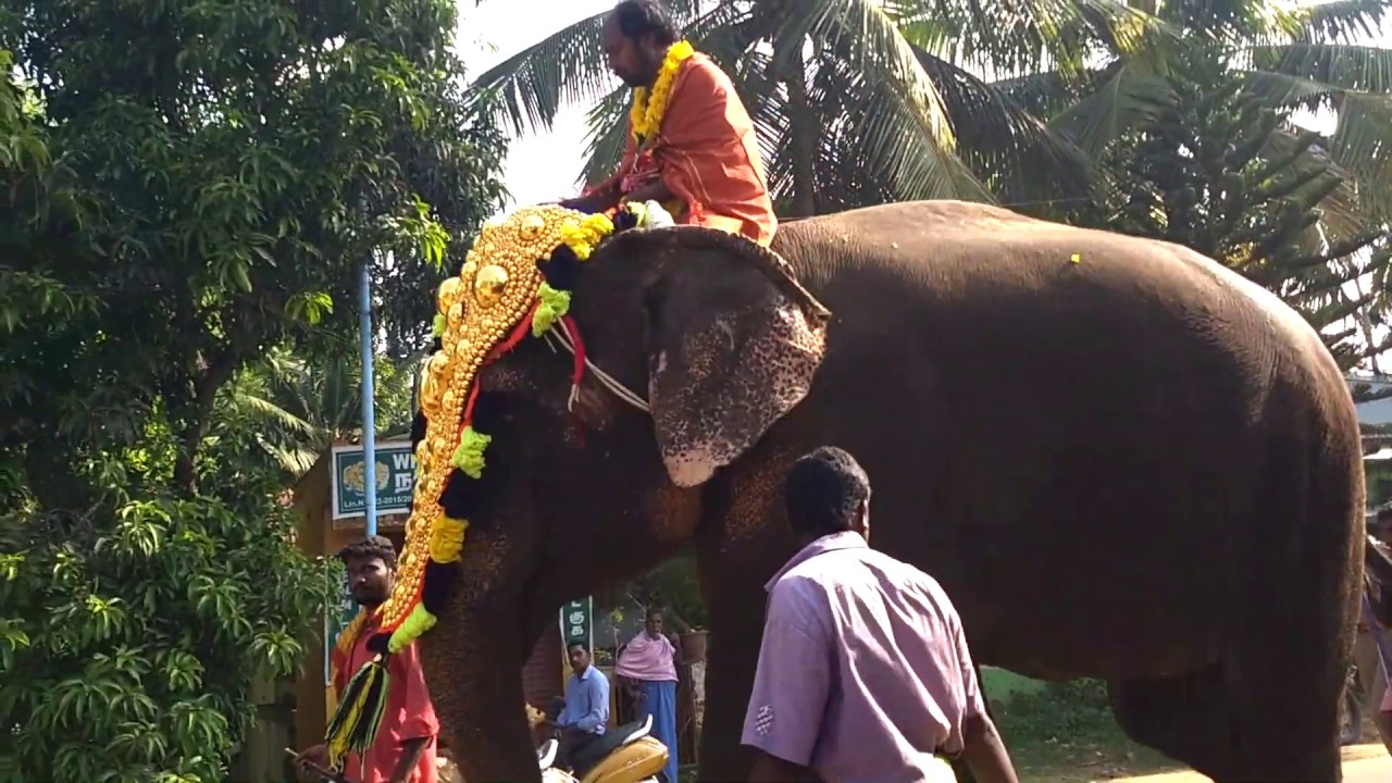 Funny Elephant Video at Tamil Nadu – Kerala Border Temple Festival - YouTube