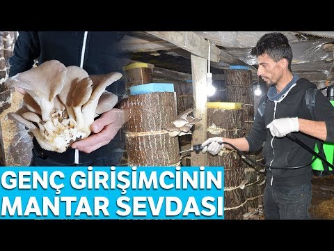 Kütüklerle İstiridye Mantarı Üretiyor