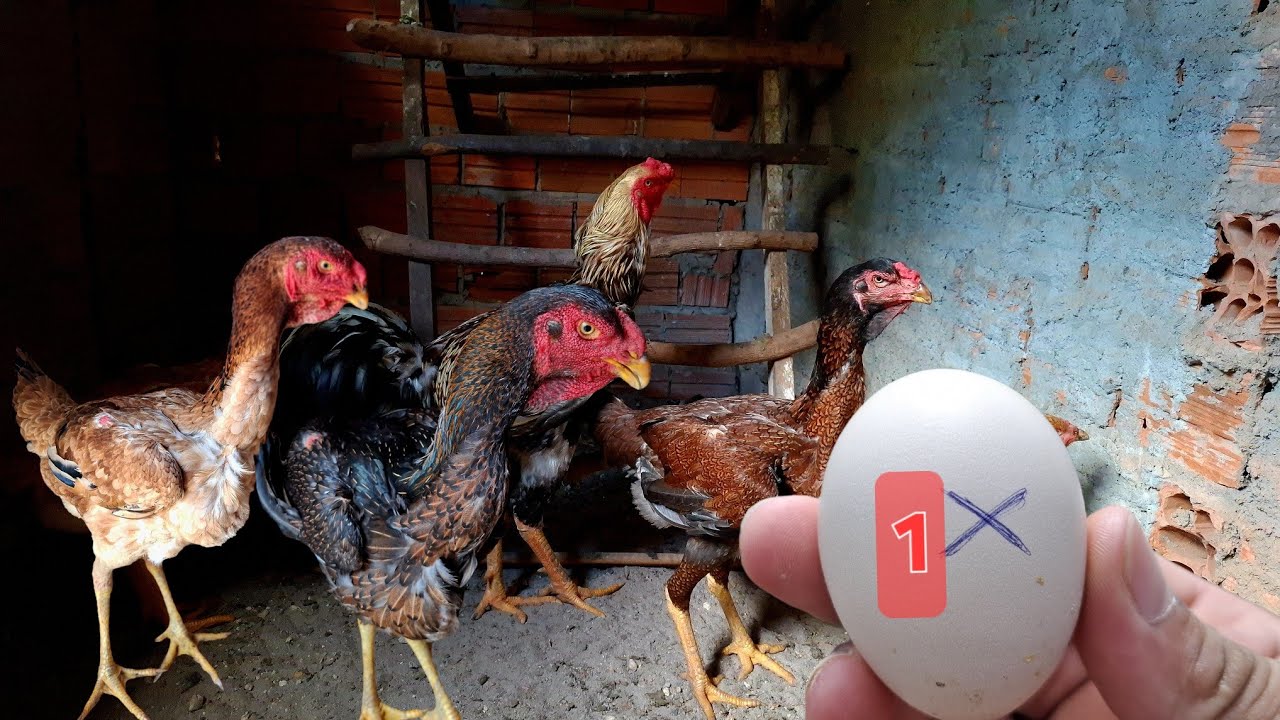 PRIMEIRO OVO DAS  ÍNDIO GIGANTE! 