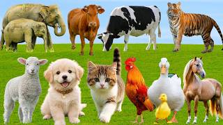 🌿 Discover Amazing Farm Animals: Sheep, Horse, Pig, Cow, Duck, Cat Dog – Relaxing Countryside Sounds screenshot 1