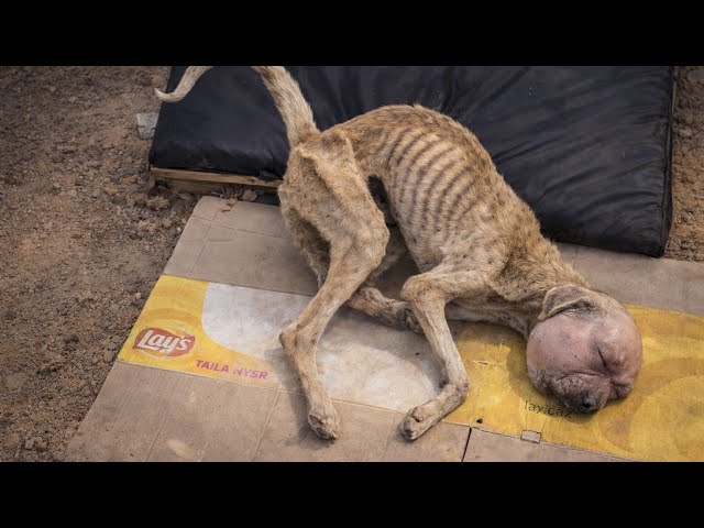 Every Shelter Refused Him Because He Was Dying… No One Expected His Ending  - YouTube
