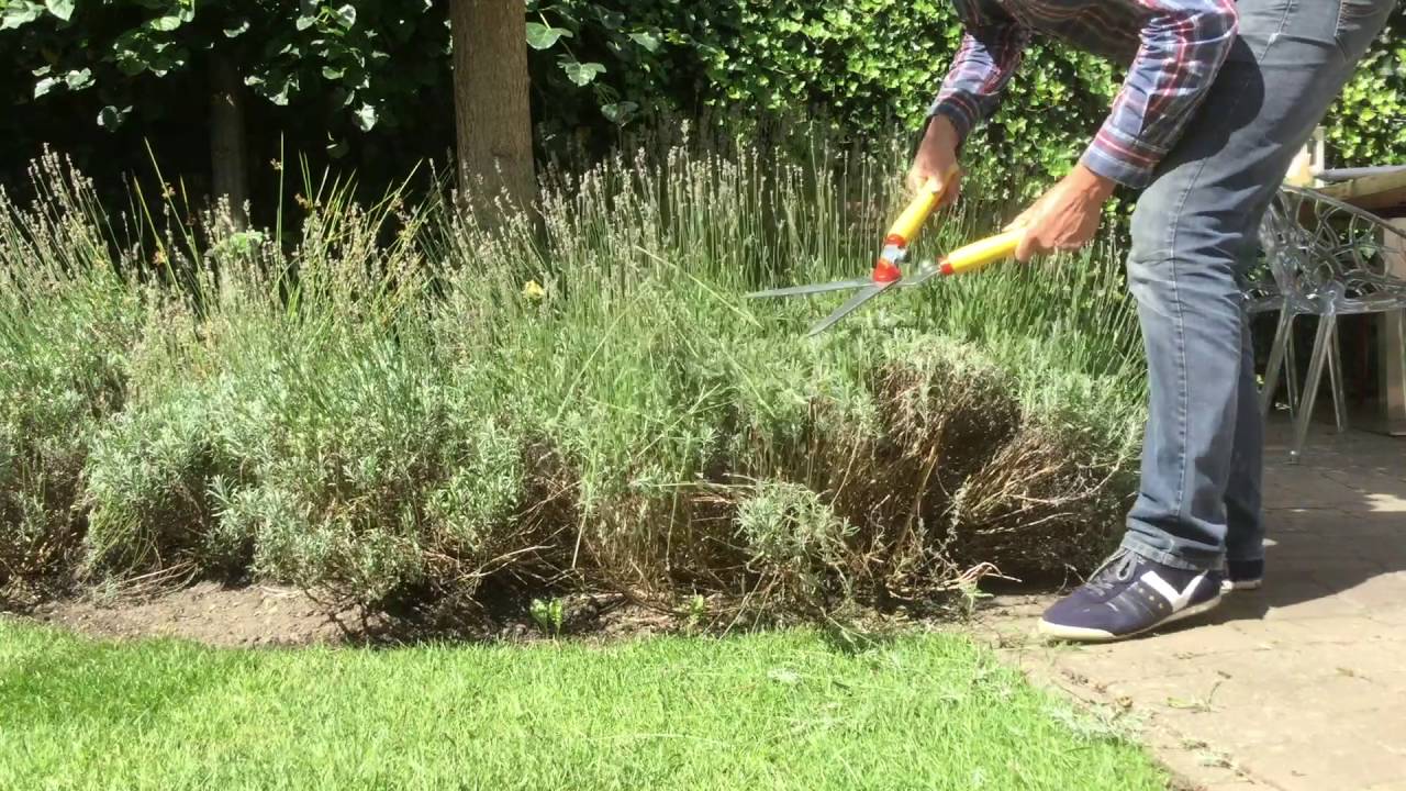 Snoeien Lavendel Wanneer Hoe