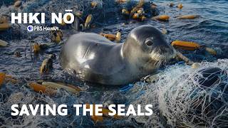 Behind the Scenes at Hawai'i's Hawaiian Monk Seal Hospital | HIKI NŌ on PBS Hawaiʻi