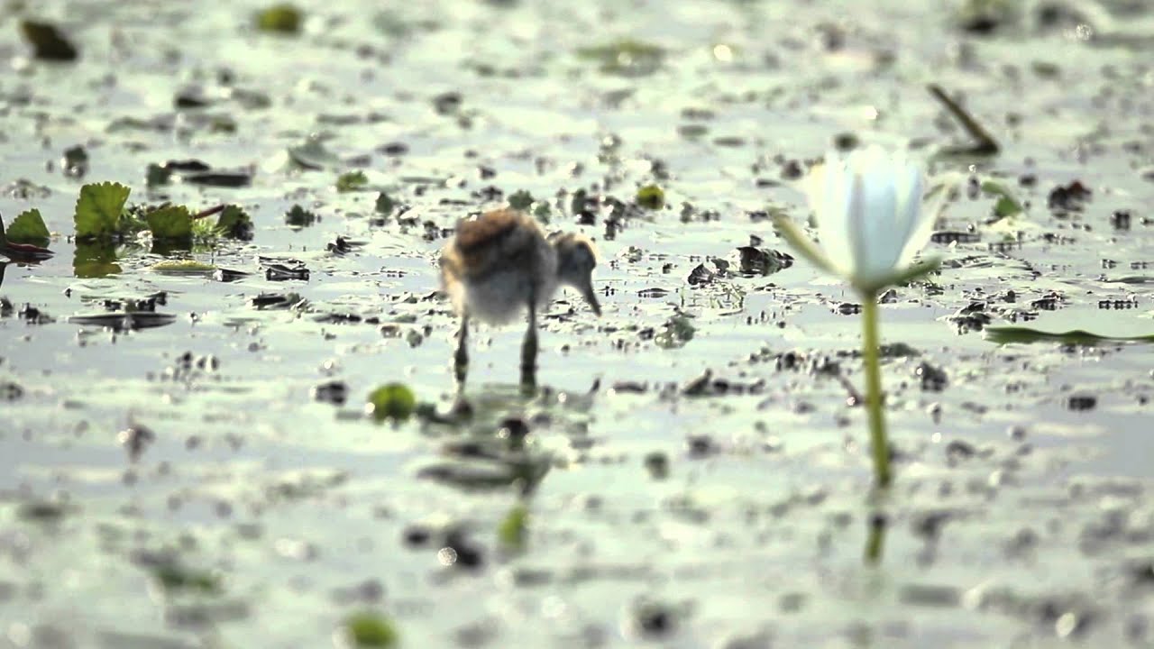 Pheasant-Tailed Jacana - Chick 