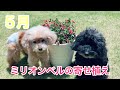 【ガーデニング動画】アンティークカラーのミリオンベルを寄せ植えしたよ！！