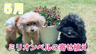 【ガーデニング動画】アンティークカラーのミリオンベルを寄せ植えしたよ！！