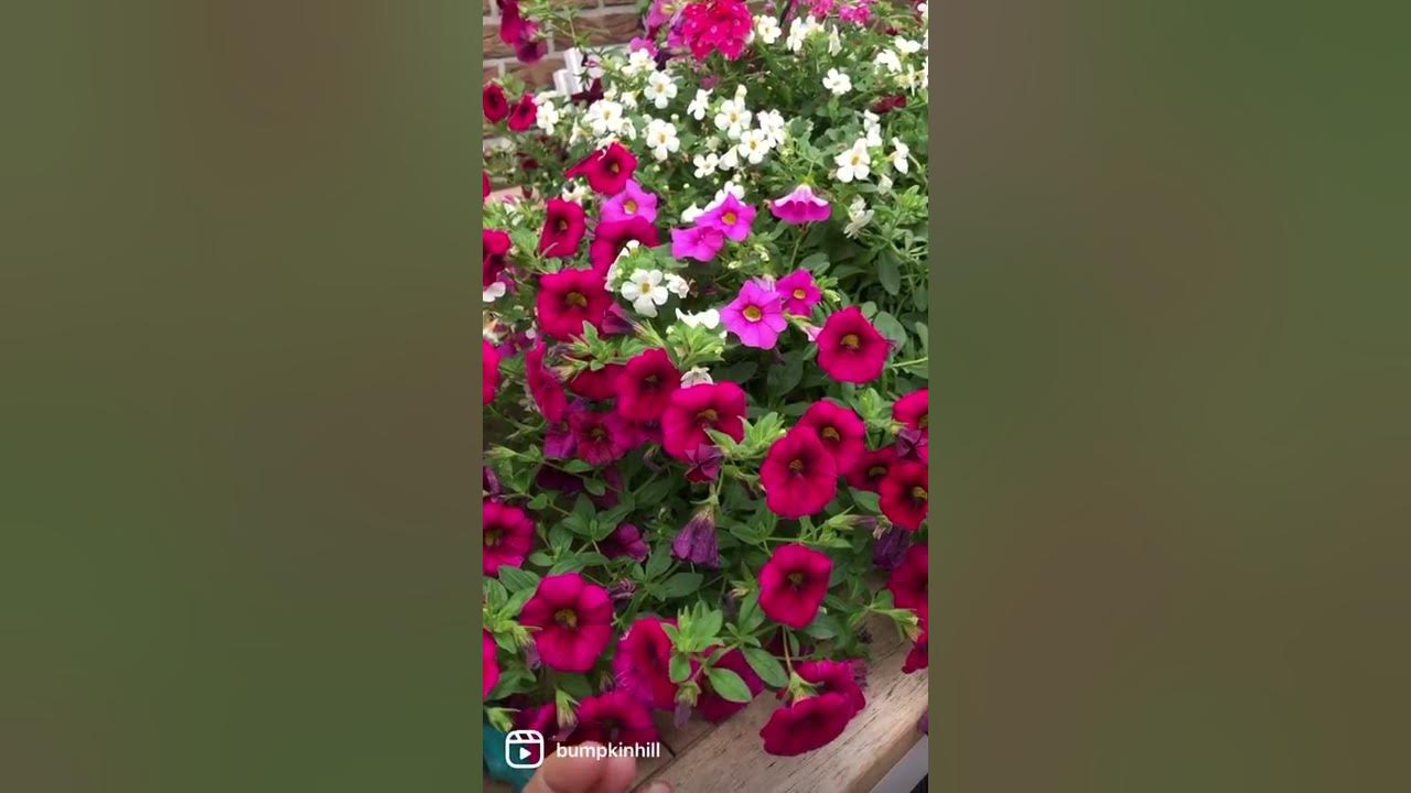 How to deadhead Petunias and care for a hanging basket in your garden