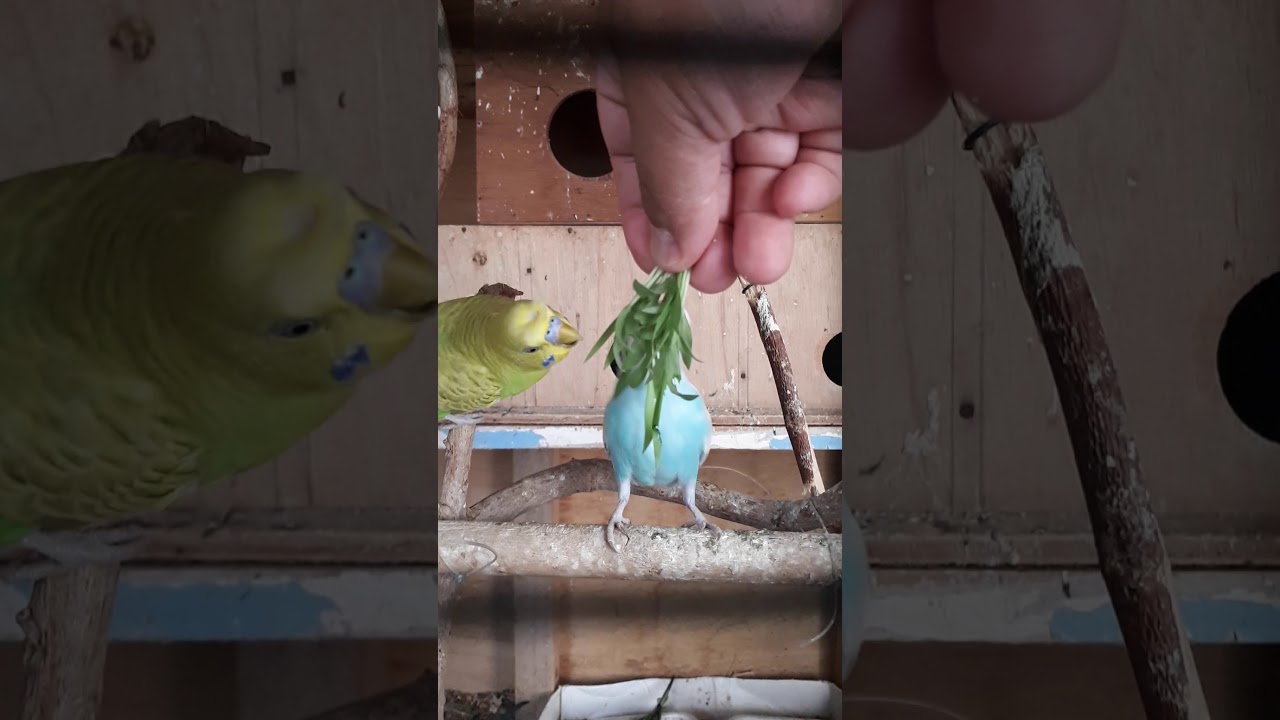 Feeding budgies with seed millet and grass millet!! YouTube