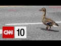 Duck Family Adventures and Police Assistance
