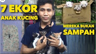 TUJUH EKOR ANAK KUCING DI BUANG DEKAT KEBUN