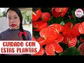 10 PLANTAS QUE SON TÓXICAS PARA LAS MASCOTAS │Candy Bu