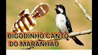 🟢BIGODINHO CANTO DO MARANHÃO @Perliscriadorpapacapimecoleiro#perliscriadorresponde
