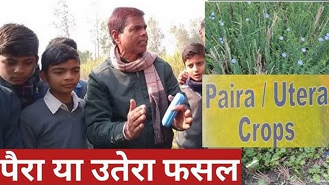 पैरा/उतेरा फसल - Paira/Utera Crops.