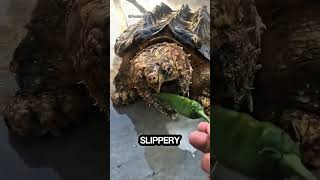 Meet Earth’s Largest Turtle – The Leatherback #shorts #viral #facts