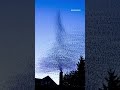 Vaux's swifts return to Northeast Portland