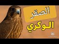 الصقر الوكري أسرع صقور العرب وأذكاها الصقور العربية الشاهين 