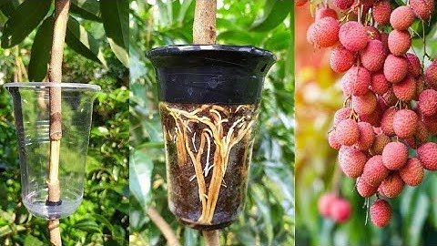 How to Air Layering Lychee Tree - Easy method to grow Lychee tree from cuttings at home