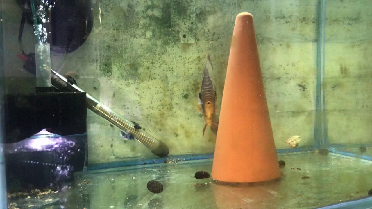 camera iphone 8 plus apk This weekends discus fish stock , ready to go .