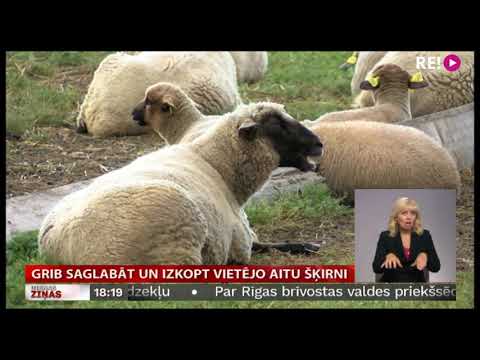 Video: Baltais Jērs - Baltā Jēra Derīgās īpašības, Audzēšana Un Izmantošana Tautas Medicīnā