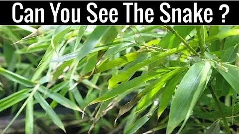 Nobody Can See All The Hidden Animals । Optical Illusions । Brain Teasers