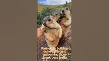 "Number 1 Cutest Rodent Will Shock You!"#shorts #animals #nature #ratatouille #capybara #beautiful