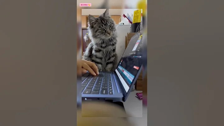 Watch the video about Last one is like me 😅 || #funny #cats #viralshorts #ytshorts