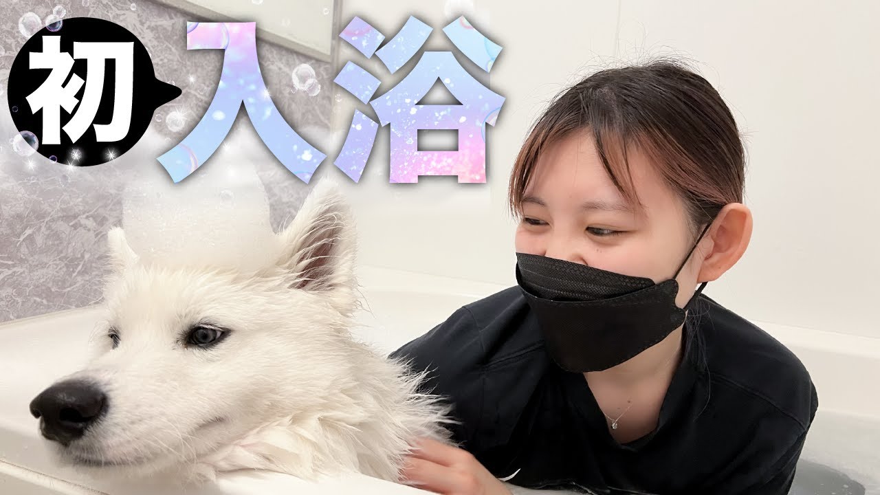 初入浴が気持ち良すぎてとろけるサモエド犬 大型犬の子犬 Youtube 初入浴が気持ち良すぎてとろけるサモエド犬 大型犬の子犬 Youtube