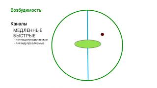 картинка: Возбудимые ткани: введение.