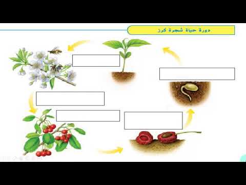 نشاط علمي : ما مرحل دورة حياة شجرة ؟ / الأسبوع 25 / الحصة 5 / الصفحة 73 / الواضح في النشاط العلمي 3