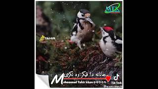 بی مینه نه یمه حالاتو داسي کړی یمه پشتو ترانه 👍 pashto tarana 👍