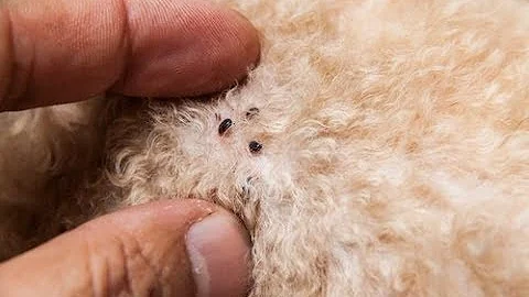 Come eliminare le pulci da un ambiente?