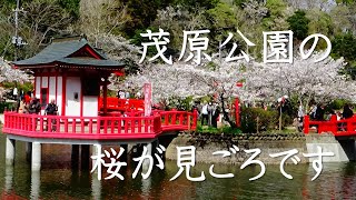 【茂原公園の桜が見ごろです】千葉県茂原市