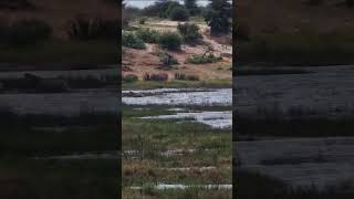 Line of Life: Zebra Migration Through Water