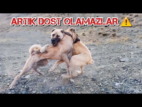 ASLAN VE BOYKA BOGUŞTU ARTIK DOST OLAMAZLAR KÖPEKLER BİRBİRİNE GİRDİ (!) (TURKİSH KANGAL DOG)