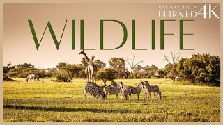 WILDLIFE - Relaxation 4K #naturalbeauty #relaxing4kvideo #scenicrelaxation #scenicviews #naturevideo