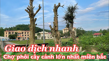 Chợ cây cảnh lớn nhất miền bắc | phôi duối đẹp giá rẻ bán nhiều tại chợ phong vân