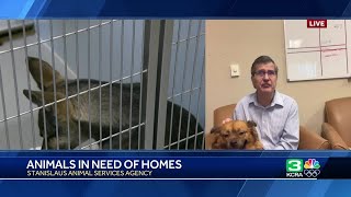 Stanislaus Animal Services Agency to offer free adoption for a year for some pets