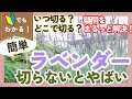 ラベンダーの切り戻し！タイミングや切る位置を解説。剪定後にラベンダースティックにするやり方も