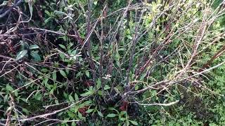 Chinese lantern tree exposed versus sheltered growth