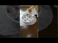 今日もご機嫌なすず😺【すずとコテツ】