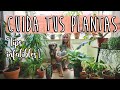 🌱🌿7 TIPS CLAVE CUIDAR PLANTAS de interior 🌵🍃Cuidar plantas de interior!