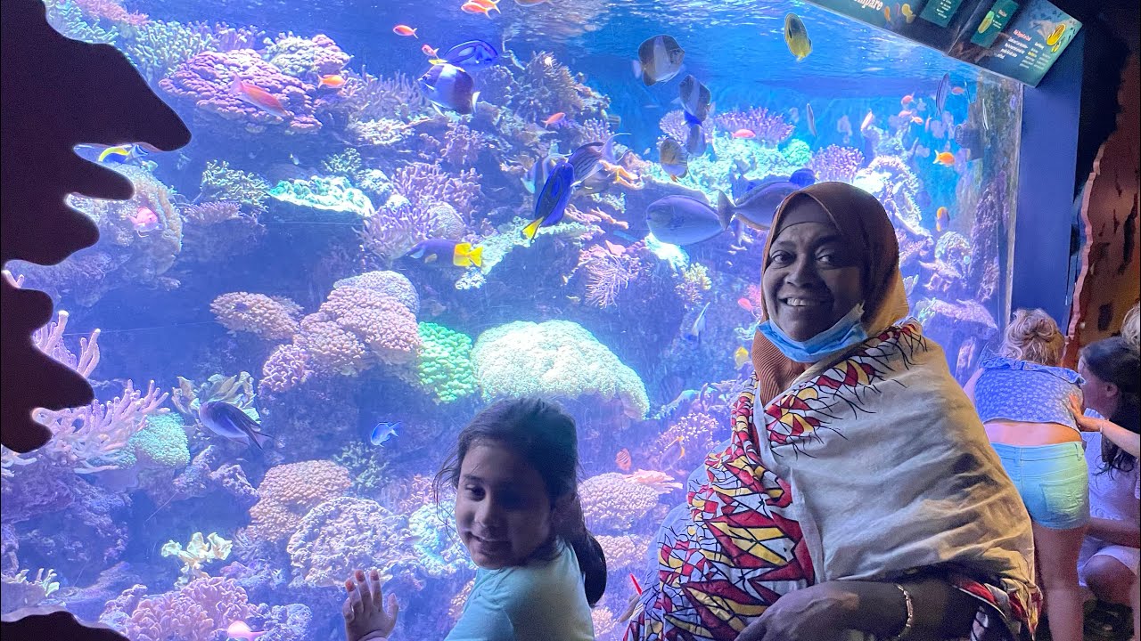 New York Aquarium YouTube