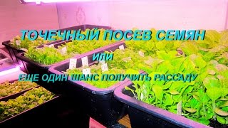 ДНЕВНИК ТАБАКОВОДА № 65 (31.03. Точечный посев семян ) ТАБАК