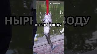 Как поймать сома