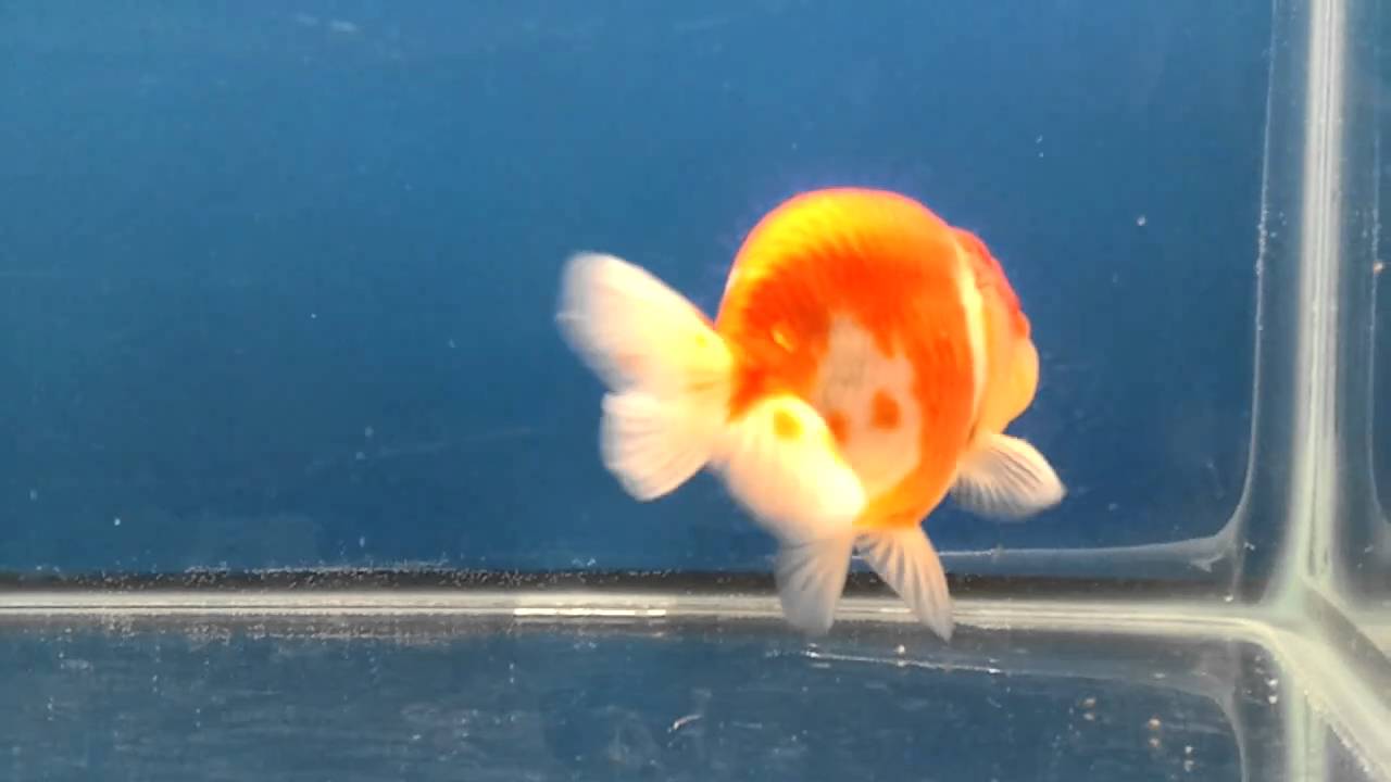 Male Calico Sakura Ranchu Goldifish - over 1 year old - YouTube