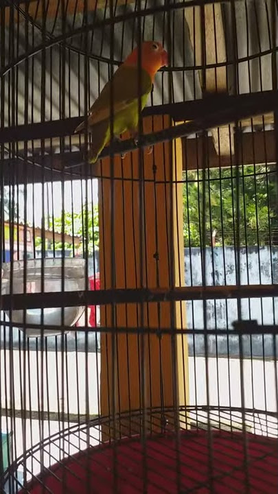 DURASI EKEK 30 DETIK LOVE BIRD PASKUN