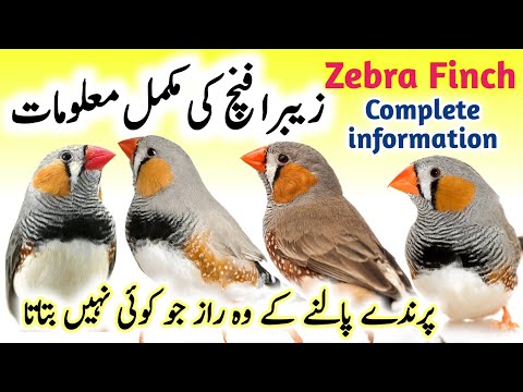 Zebra Finch breeding tips || Zebra Finch bird food list and Nest box cage setup || Zebra Finch care