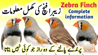 Zebra Finch breeding tips || Zebra Finch bird food list and Nest box cage setup || Zebra Finch care