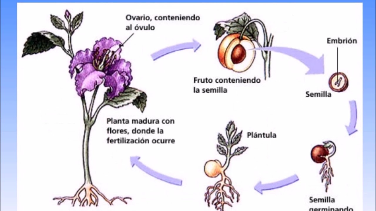¿Cómo podemos reconocer a los seres vivos? YouTube