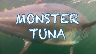 MONSTER TUNA  1000 pound Giant Bluefin caught in record time in PEI  Cool Underwater Shots